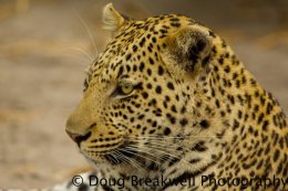 Leopard1