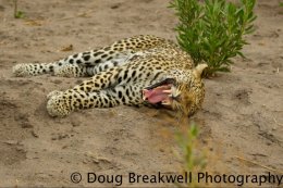Leopard2