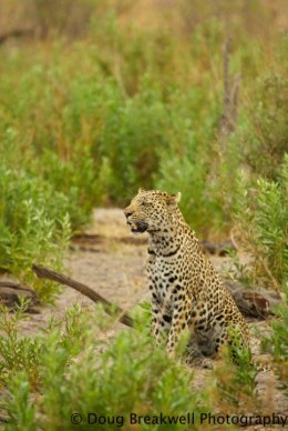 Leopard3