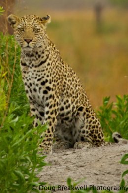 Leopard9