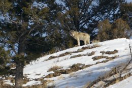 Number 07 - Wolf (1227 of 2280)