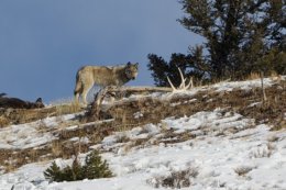 Number 8 - Wolf (1221 of 2280)