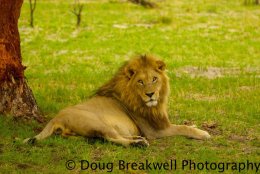 big Lion2