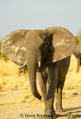 elephants20