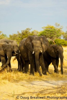 elephants31