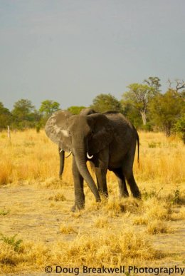elephants32