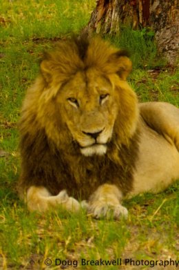 king of the Kwando