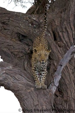 leopard13