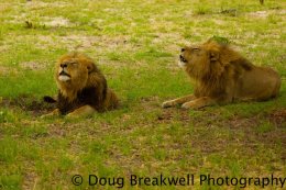 roaring1