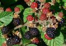 WILD BLACKBERRIES