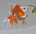 JEREMY