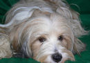 TIBETAN TERRIER