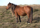 PONY ON DINAS MOUNTAIN