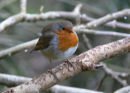 ROBIN