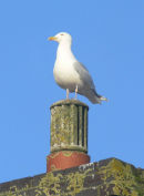 HERRING GULL