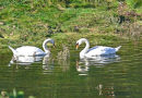 SWANS ON THE NEVERN RIVER ESTUARY, NEWPORT