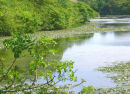 BOSHERSTON LILY POOLS IN BLOOM