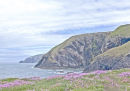 SPRINGTIME FLOWERS AND GEOLOGY OF CLIFFS AT CEIBWR