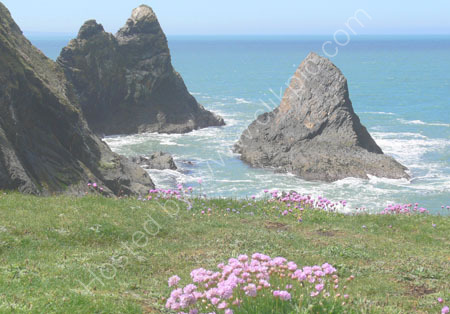 SPRINGTIME FLOWERS AT CEIBWR