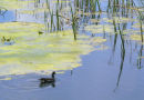 A COOT AMONG THE REEDS AT BOSHERSTON LILY POOLS