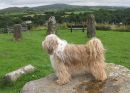 MY BEAUTIFUL TIBETAN TERRIER, ARAKI KADISHKA (MILLIE)