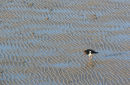 OYSTERCATCHER