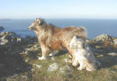 ROUGH COLLIE AND TIBETAN TERRIER ON TOP OF GARN FAWR, PWLL DERI