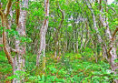 ANCIENT WOODLAND TREES OF THE GWAUN VALLEY