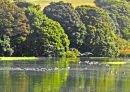 CANADA GEESE ON THE NEVERN RIVER ESTUARY, NEWPORT
