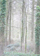 LARCH WOOD NEAR SLEBECH