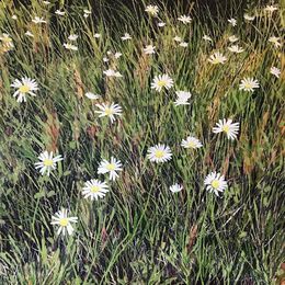 Daisies