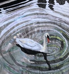 Swan swimming