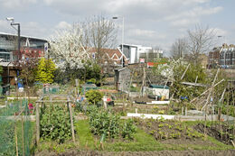 Arvon Road Allotments, Highbury.