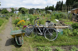 Allotments