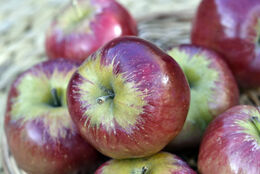 Bloody Ploughman Apples in basket