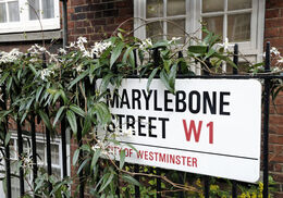 Clematis growing over railing Marylebone Street, W1