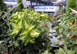 House plants growing on a Piccadilly line station