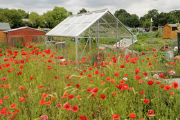Poppies, Fulham Palace Allotments