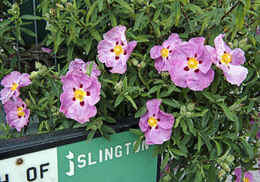 Pink Cistus growing over Islington street sign