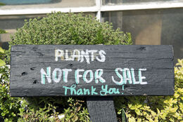 Wooden sign saying Plants Not For Sale, Skip Garden, Kings Cross.