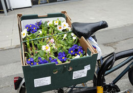 Blue & yellow Primula in box on back of bicycle