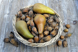 Pyrus communis 'Conference' Pear in a vintage wicker basket with Corylus avellana, Kentish cobnuts on garden tray