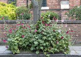 Different shades of pink Hollyhock growing in tree pit, Highbury