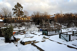 Arvon Road Allotments under Snow, Highbury