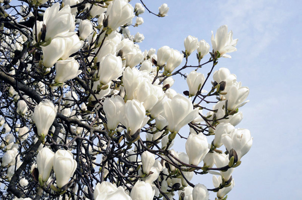 White Magnolia