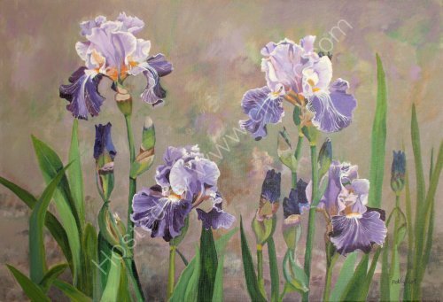 Irises : £400 SOLD