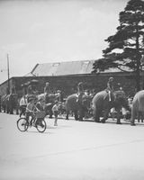 156 Circus Elephants The Crescent Dundalk