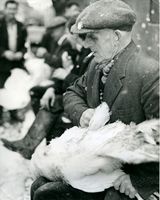 31 Mr Townley plucking a turkey at St. Patricks Christmas Market