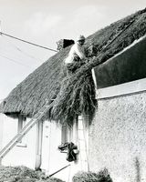 32 Thatching at Seatown
