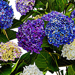 Hydrangea En-Masse detail